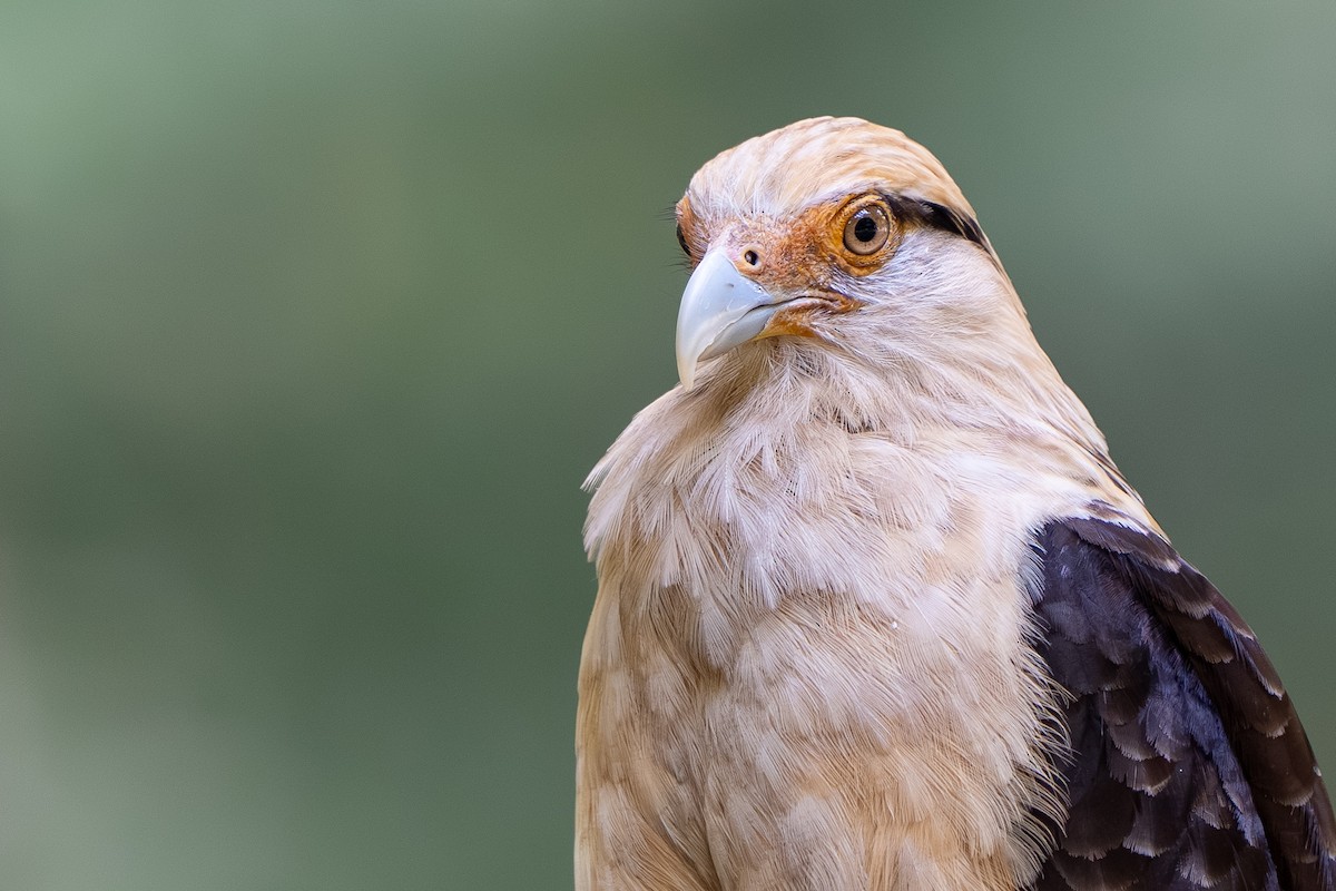 Yellow-headed Caracara - ML645678694