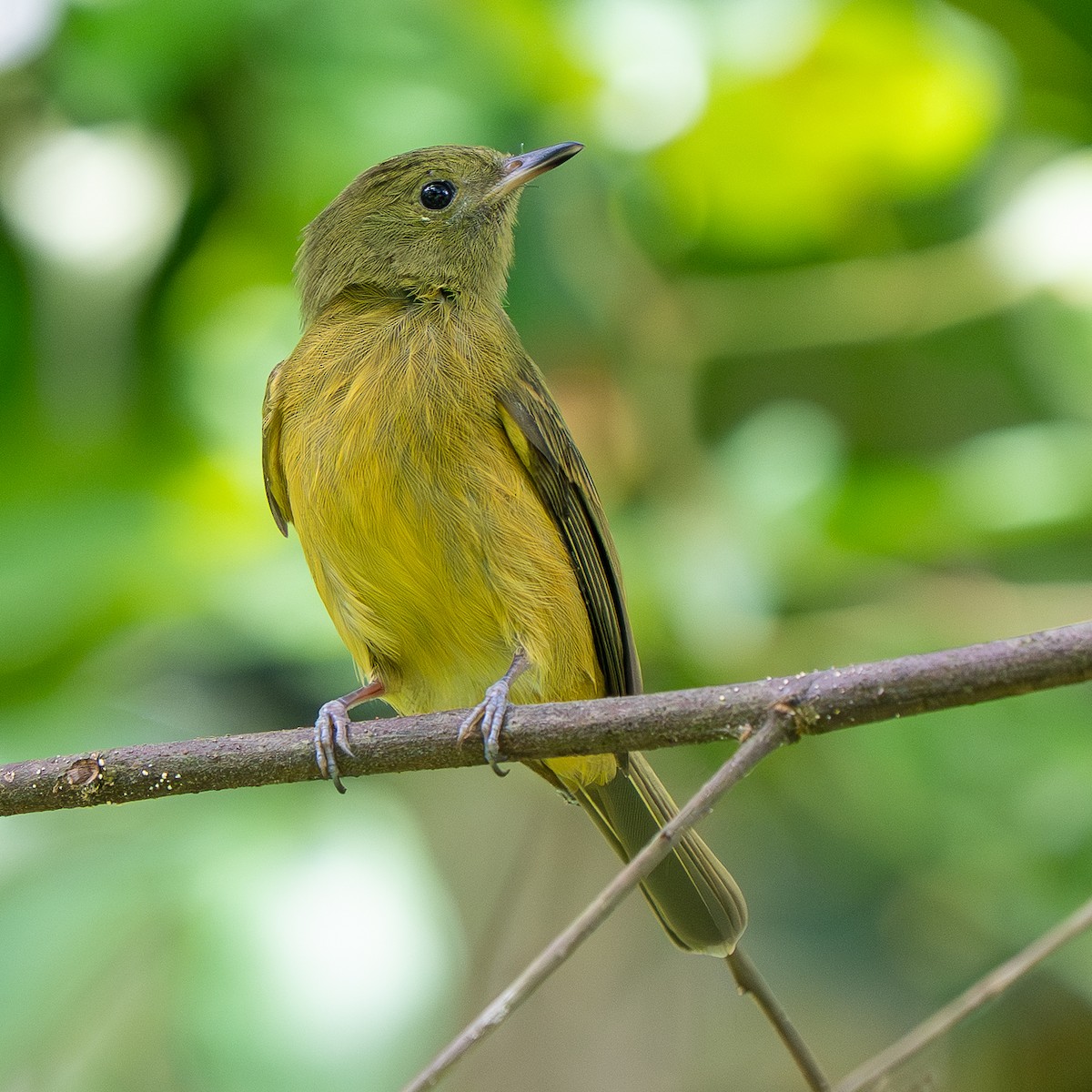 Ochre-bellied Flycatcher - ML645678698