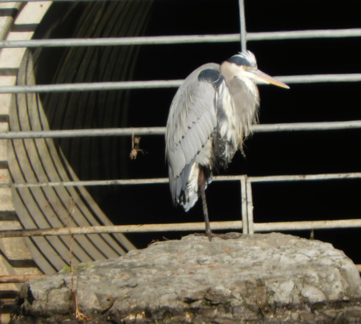 Great Blue Heron - ML645678699