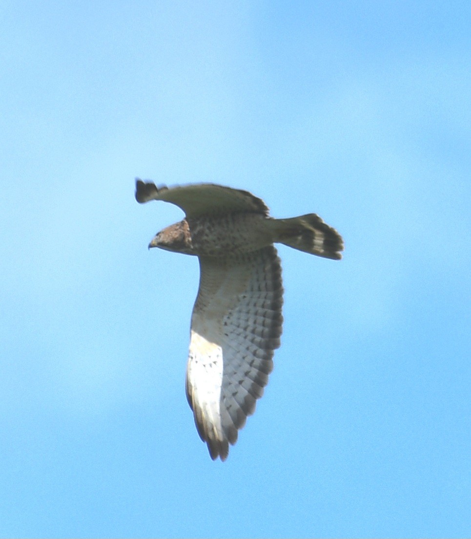 עקב בלתי-מזוהה - ML645678701