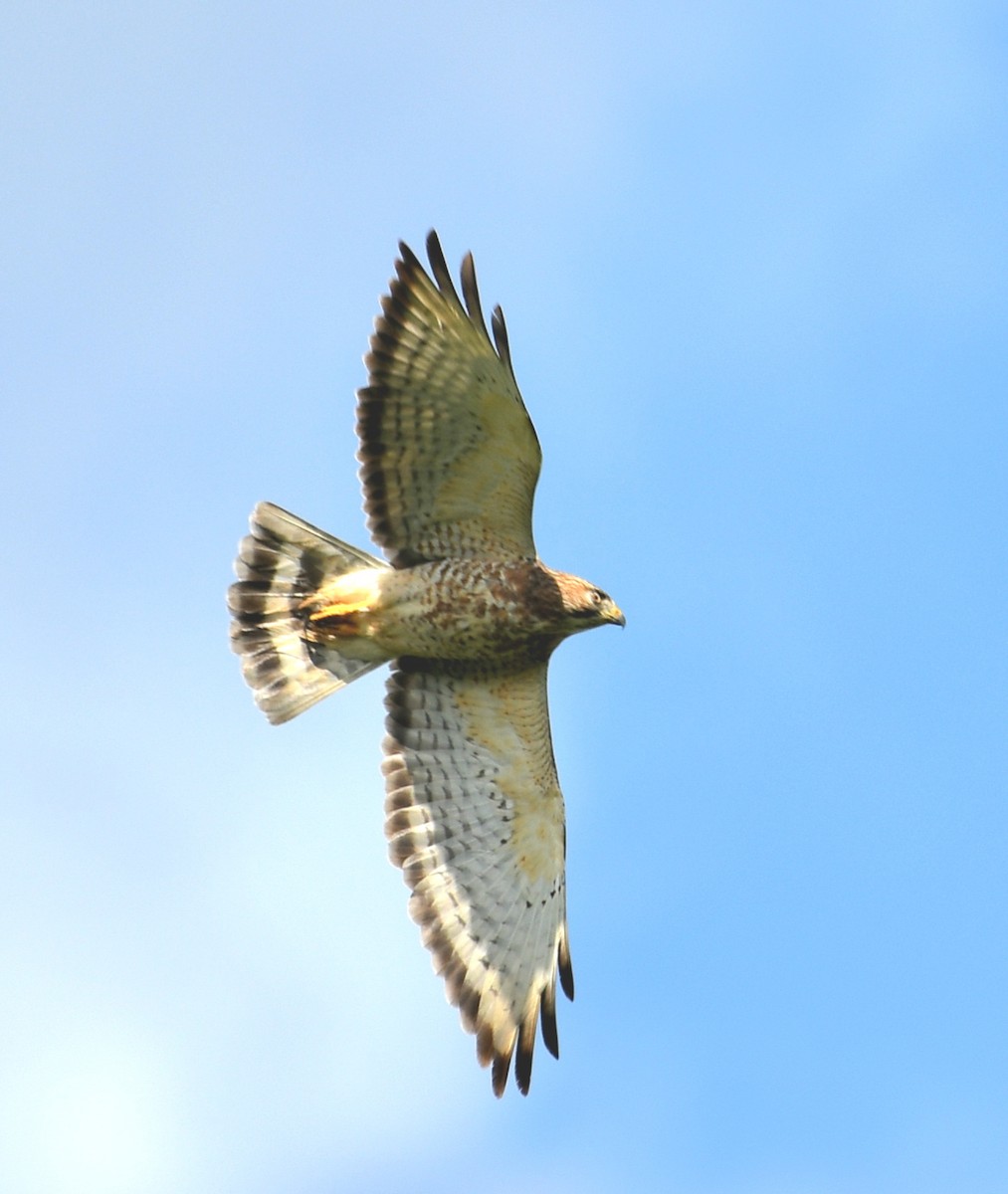 עקב בלתי-מזוהה - ML645678702