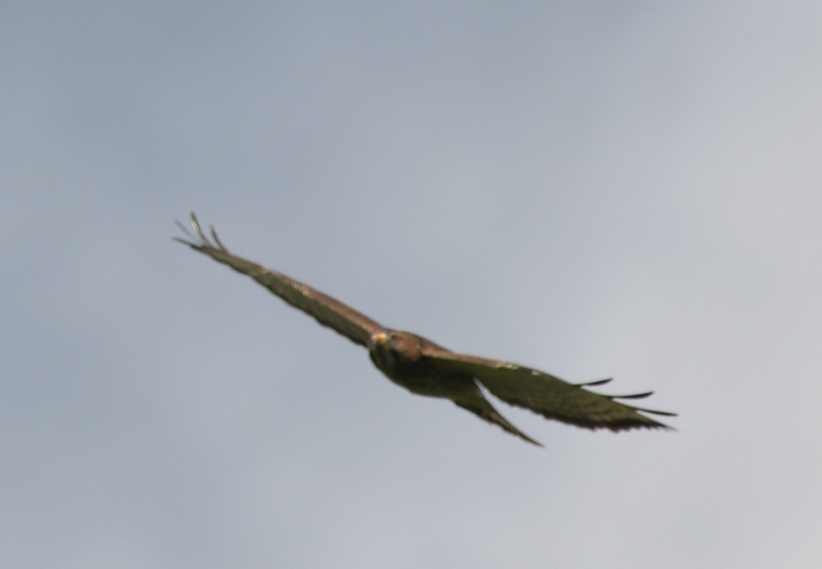 עקב בלתי-מזוהה - ML645678703