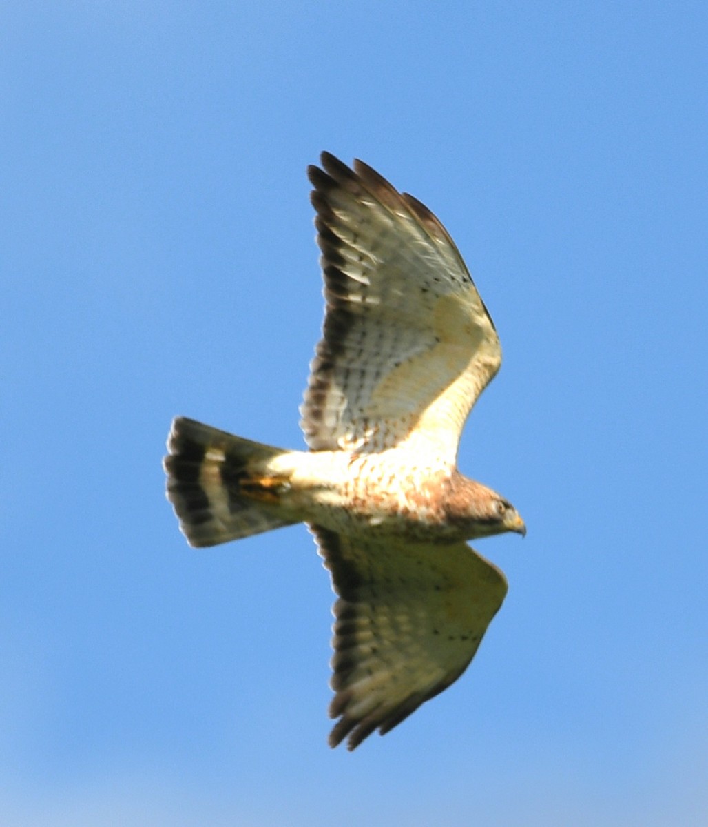 עקב בלתי-מזוהה - ML645678704