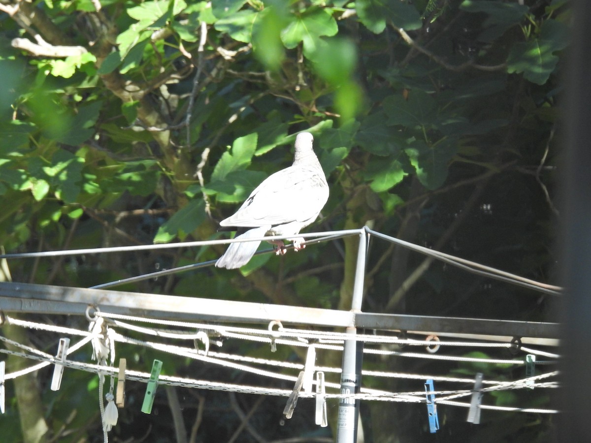 Paloma Picazuró - ML645678708