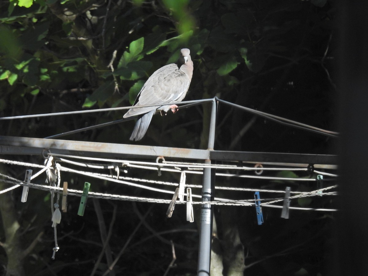 Paloma Picazuró - ML645678709