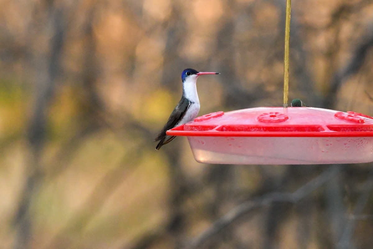 Violet-crowned Hummingbird - ML645678712