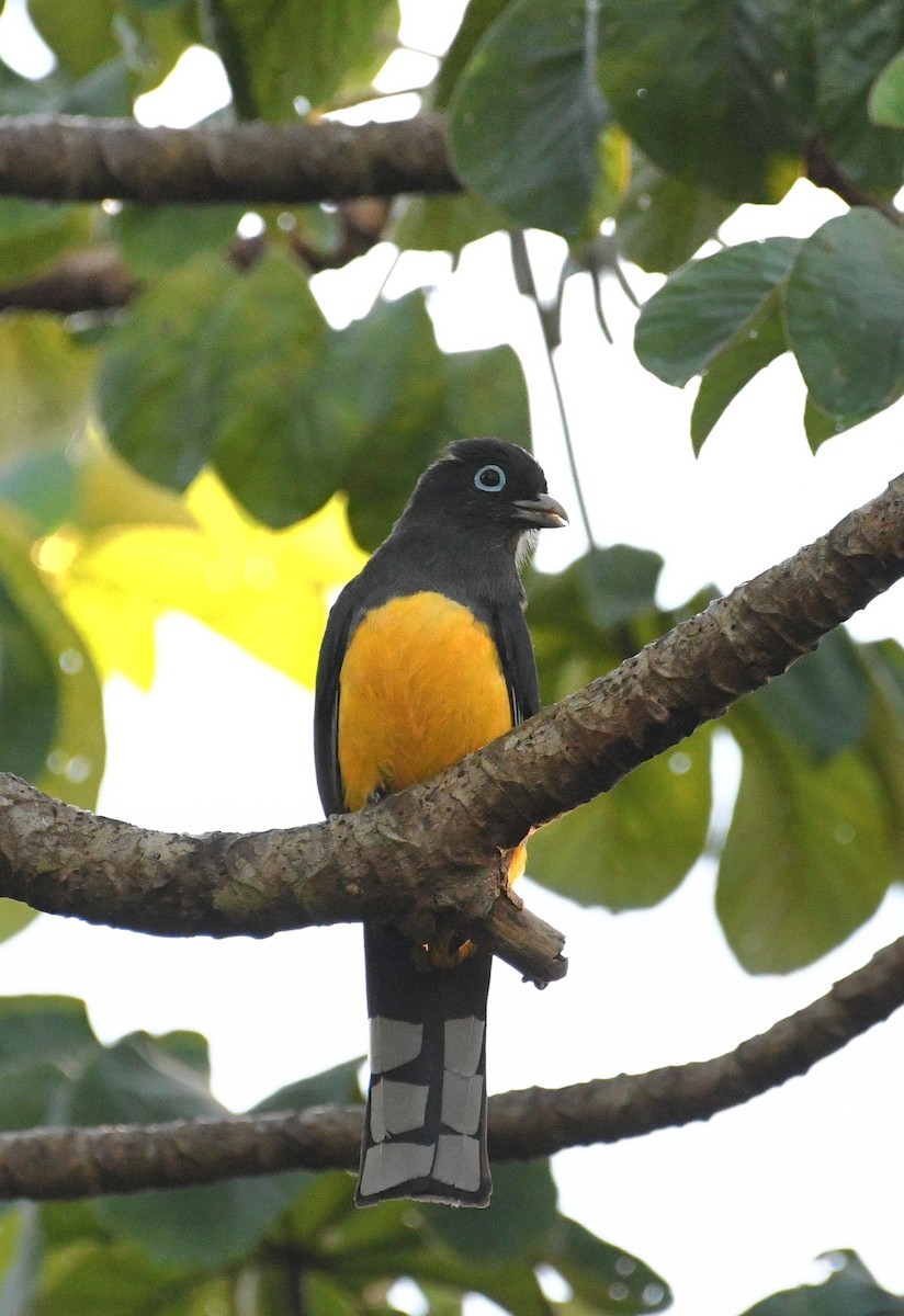 Black-headed Trogon - ML645678721