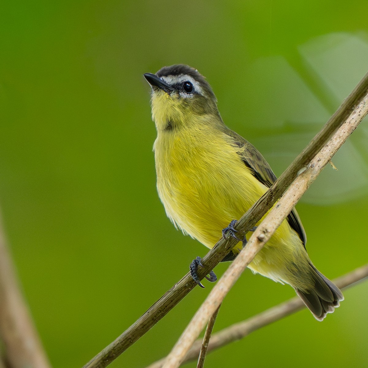Brown-capped Tyrannulet - ML645678722