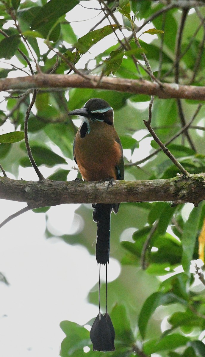 Момот рудочеревий - ML645678736