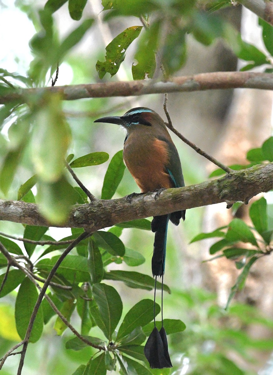 Момот рудочеревий - ML645678737