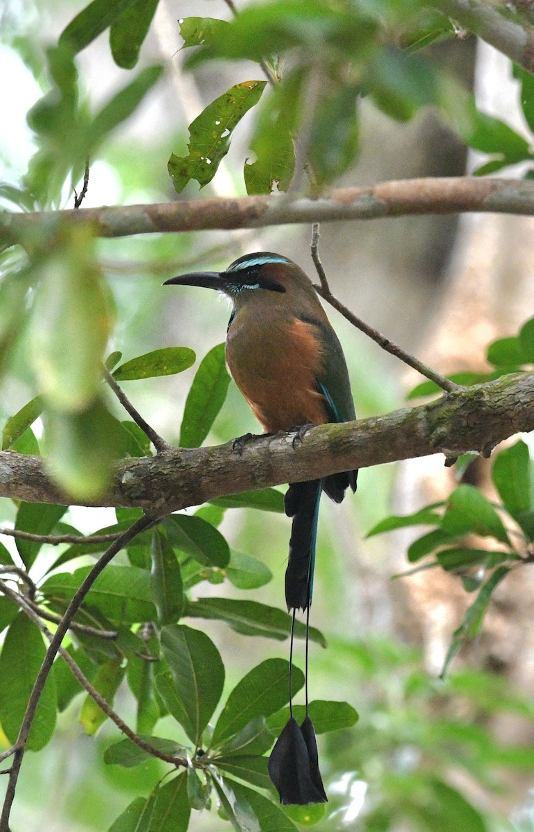 Момот рудочеревий - ML645678738