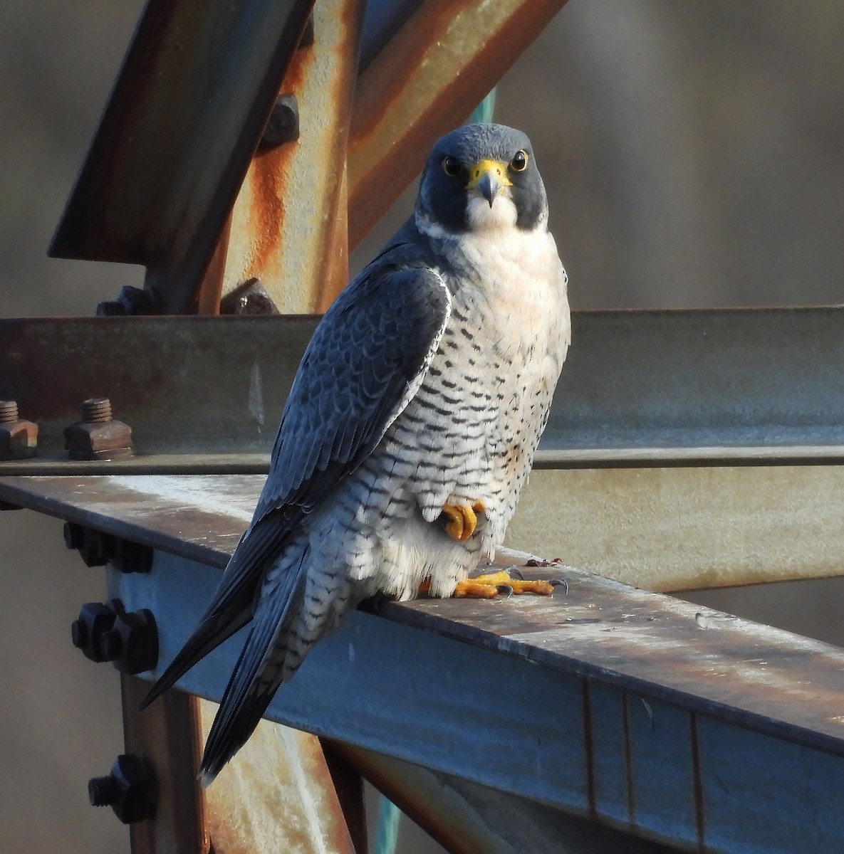 Peregrine Falcon - ML645678749