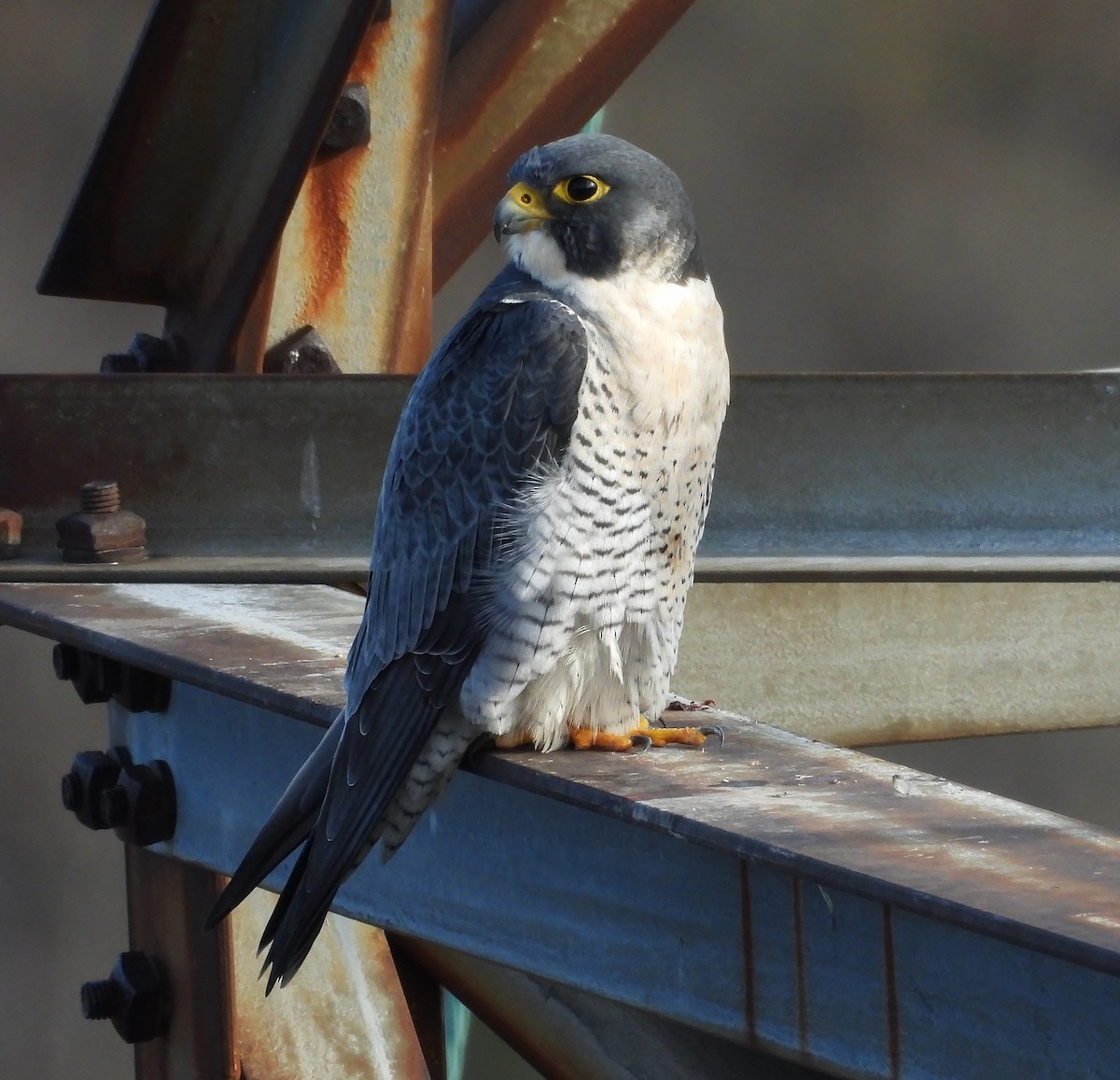 Peregrine Falcon - ML645678750