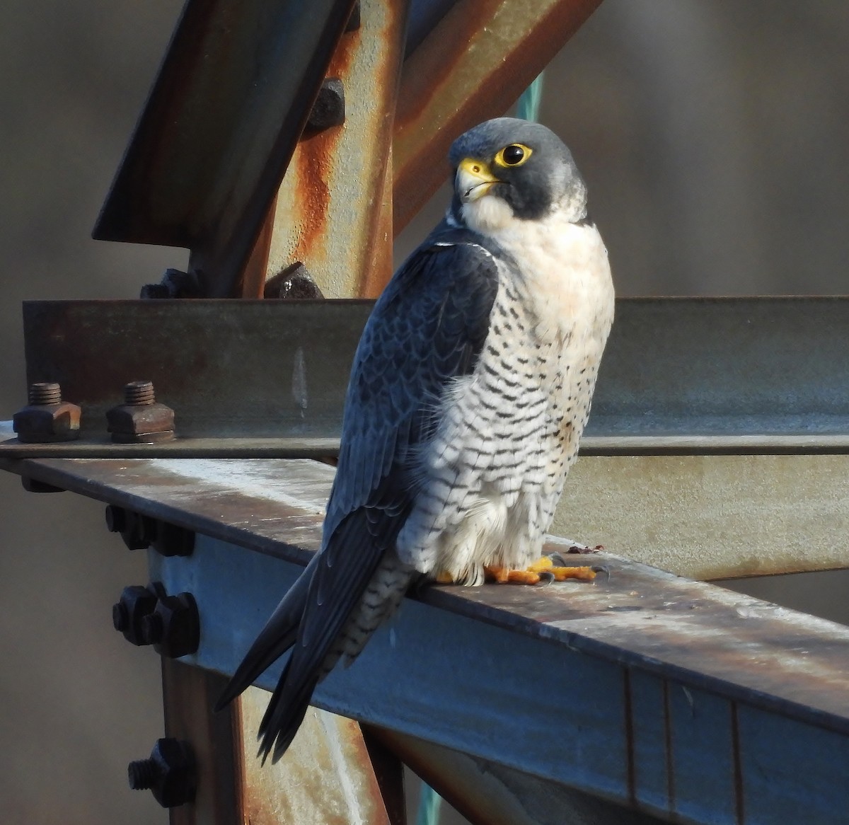 Peregrine Falcon - ML645678751