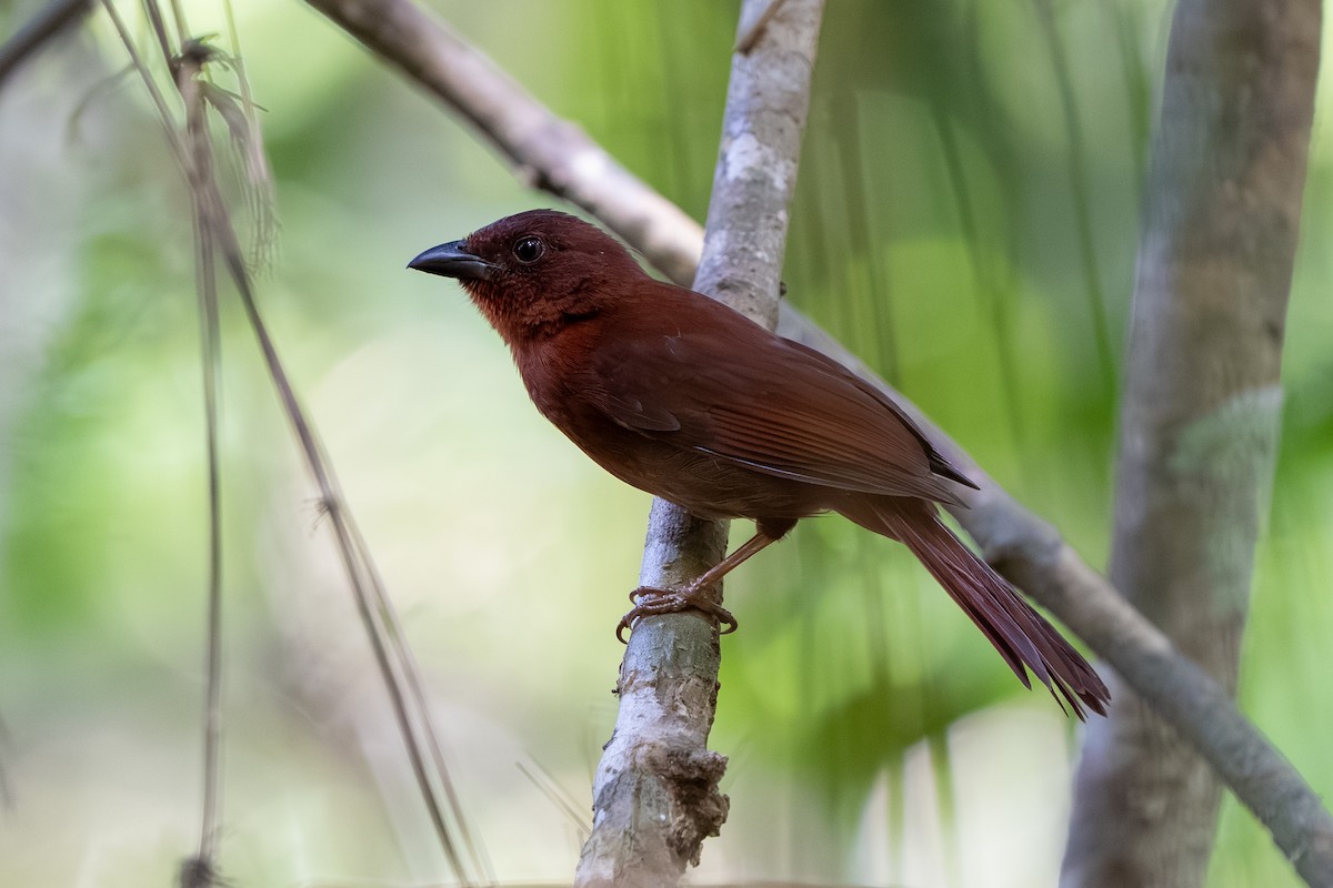 Red-crowned Ant-Tanager - ML645678758