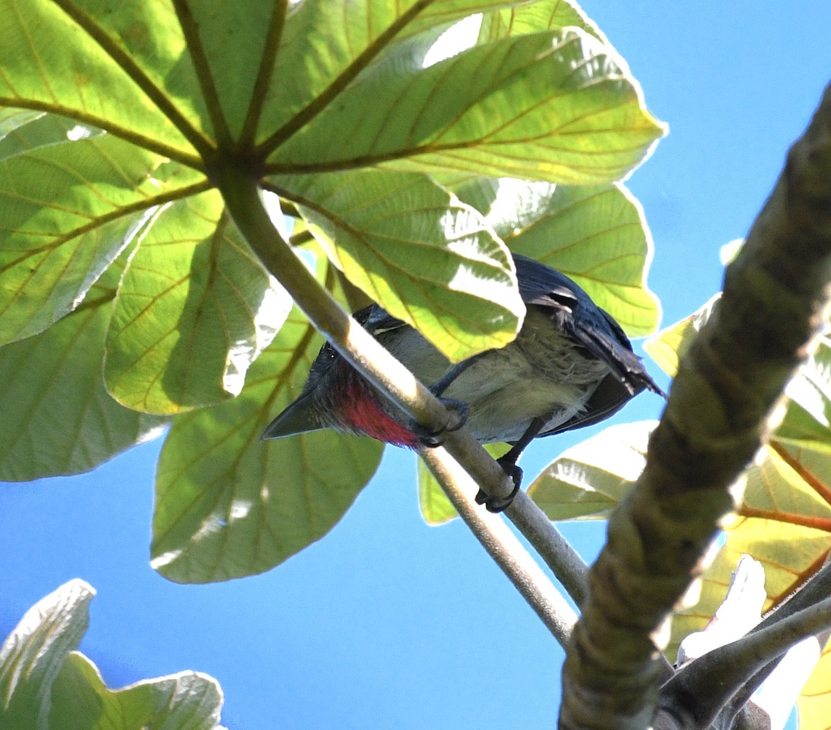 Rose-throated Becard - ML645678759