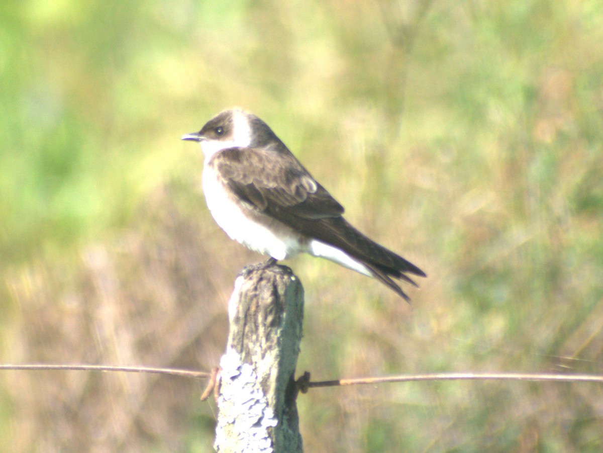 Bank Swallow - ML645678760