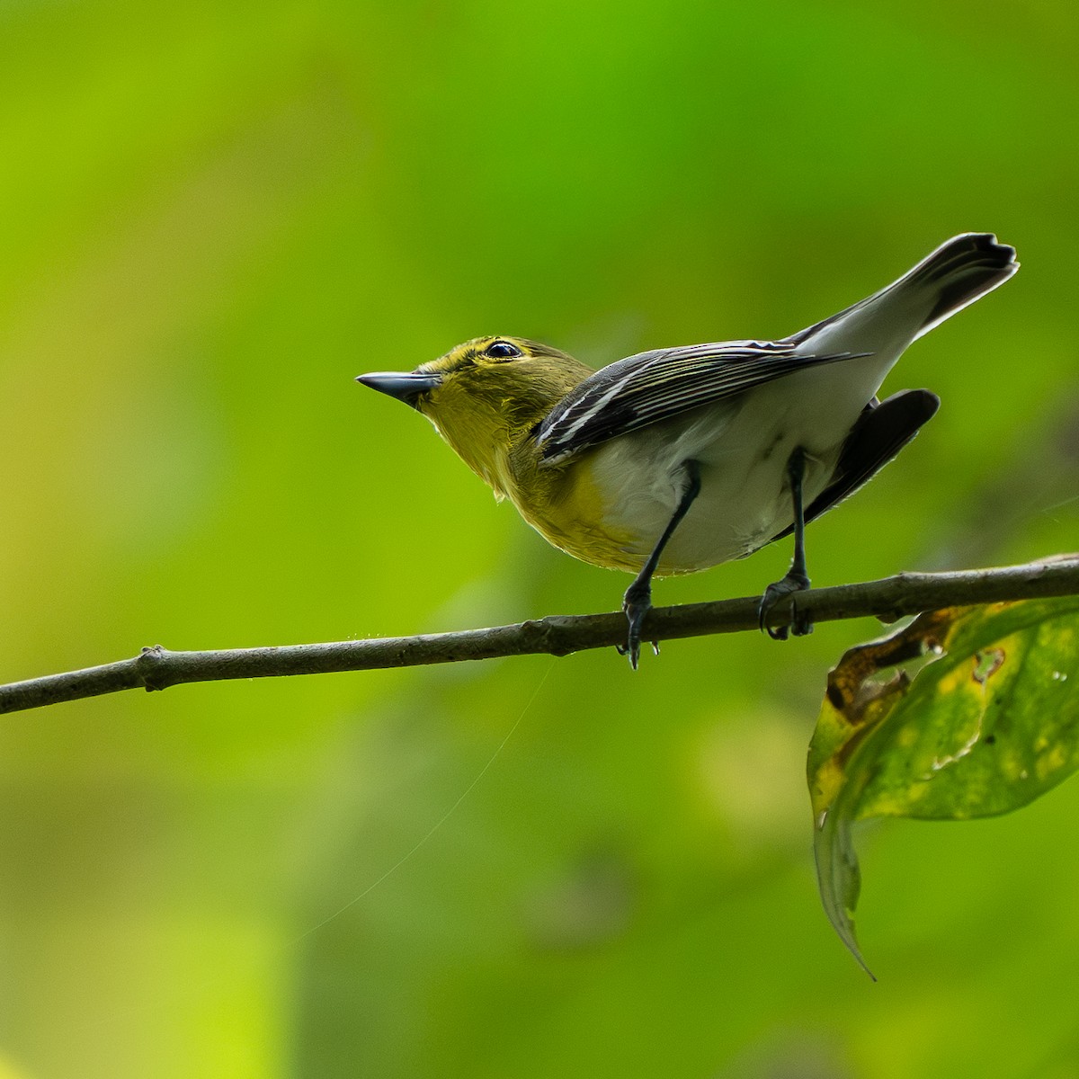 Yellow-throated Vireo - ML645678769