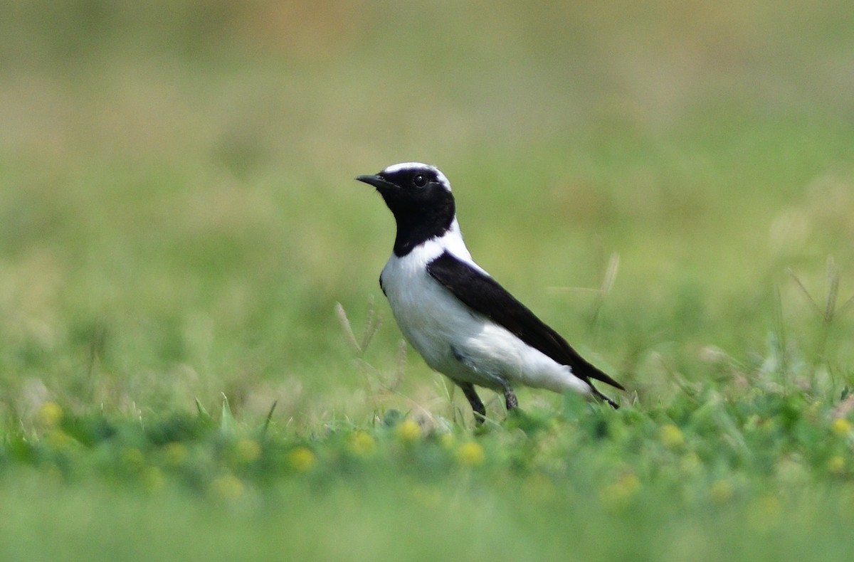 Eastern Black-eared Wheatear - ML645678770