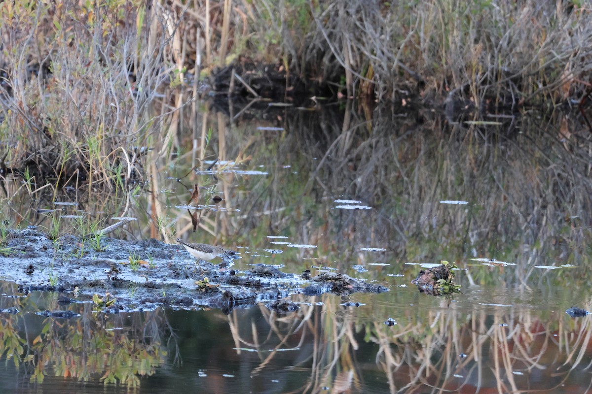 Solitary Sandpiper - ML645678772