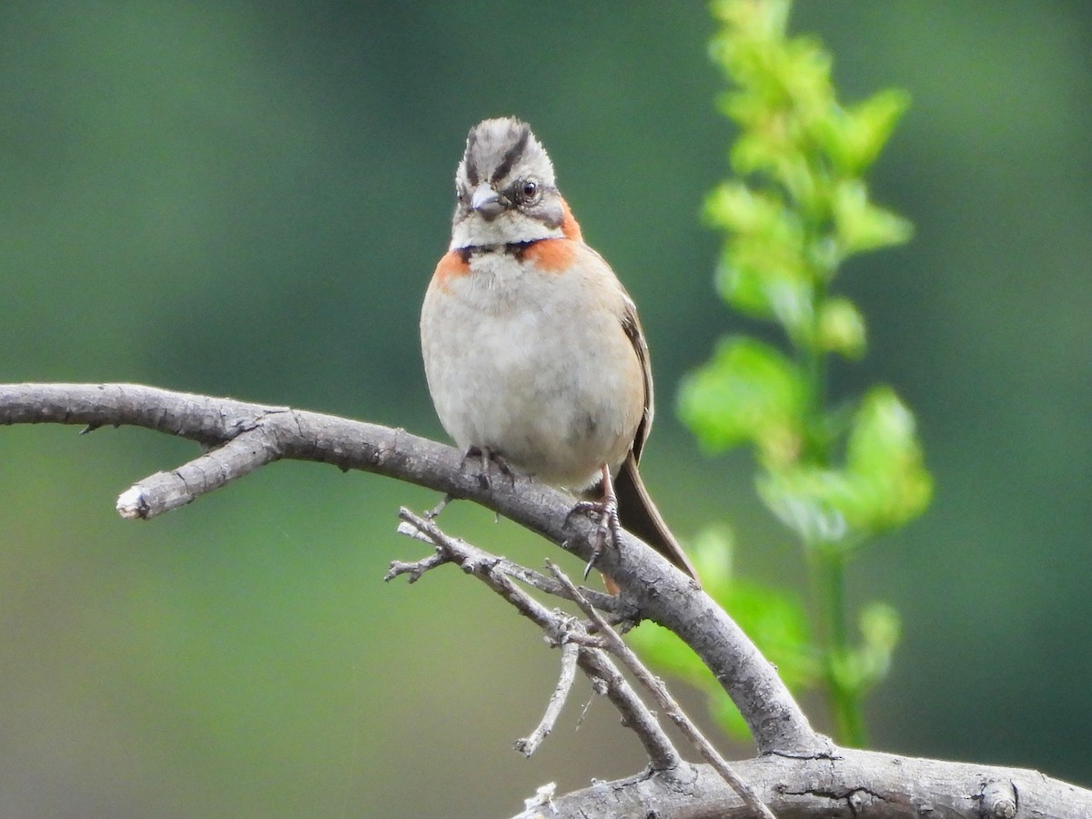 Rufous-collared Sparrow - ML645678775