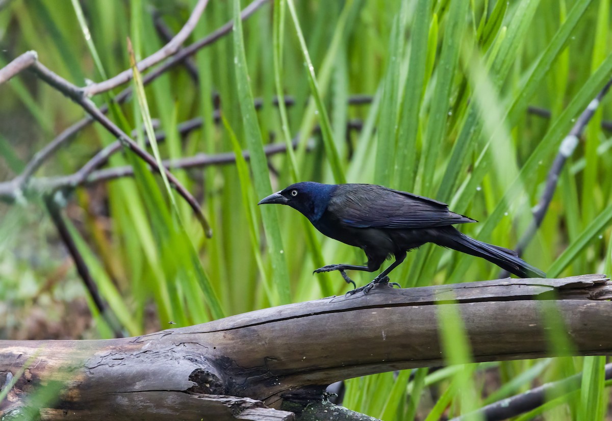 Common Grackle - ML645678778