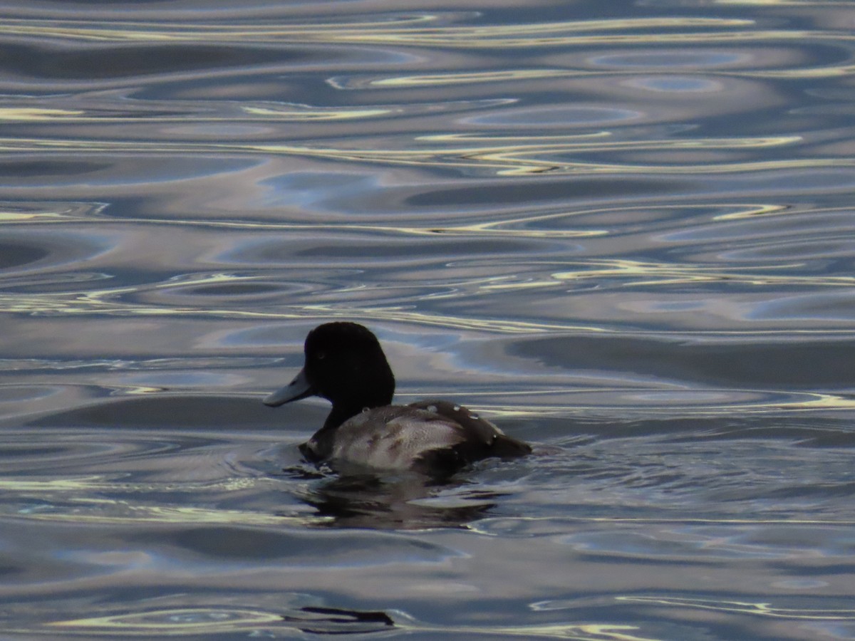 Lesser Scaup - ML645678779