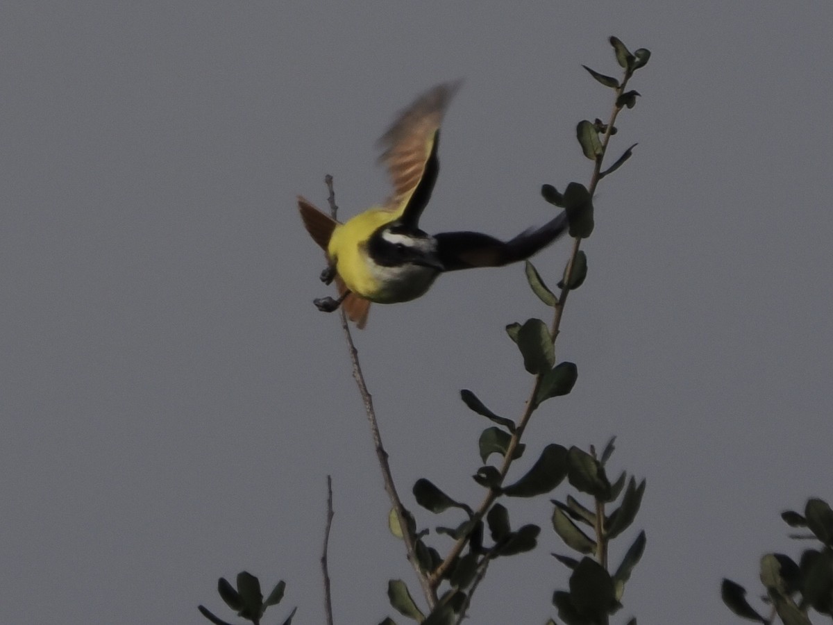 Great Kiskadee - ML645678780