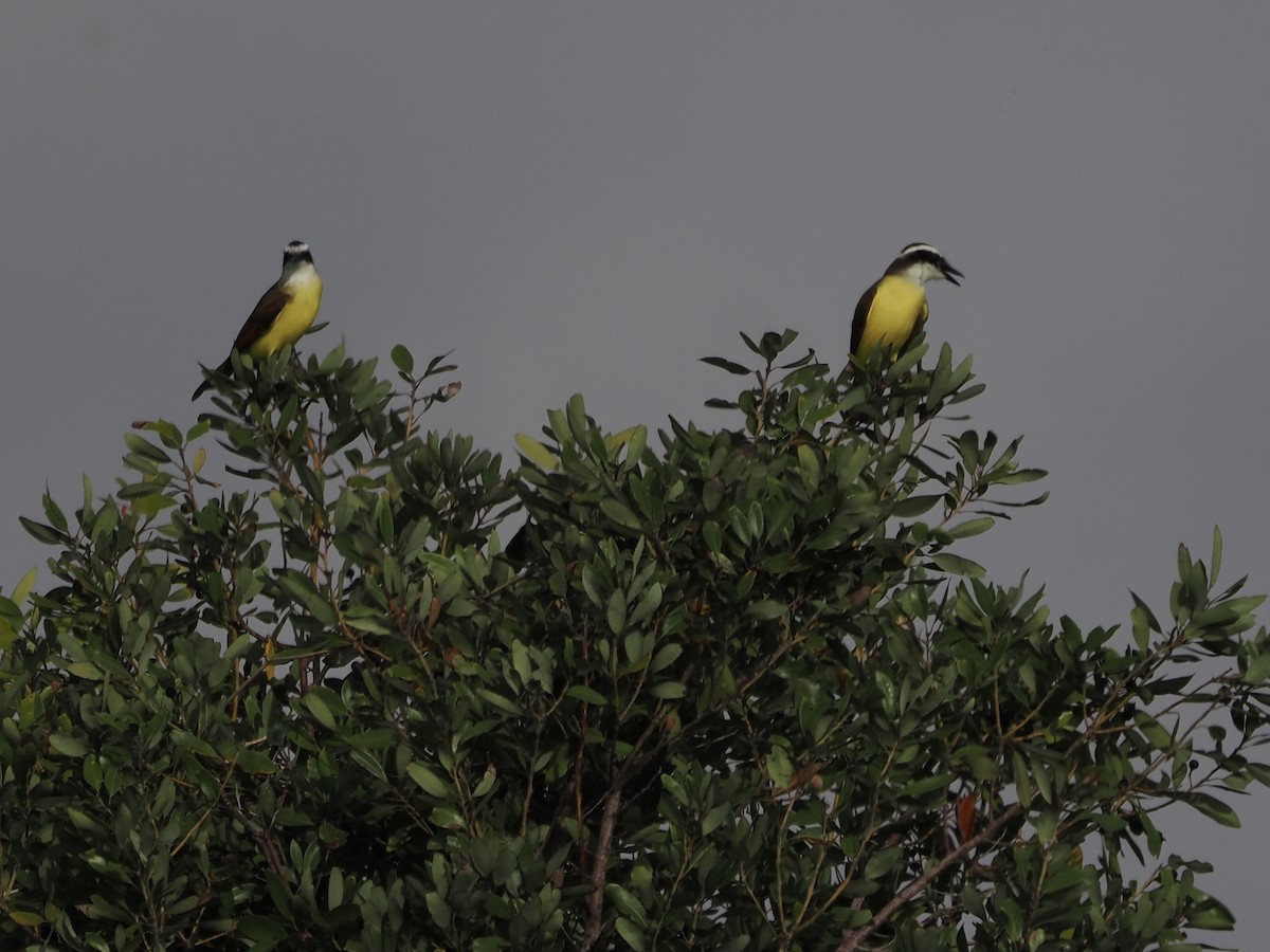 Great Kiskadee - ML645678781