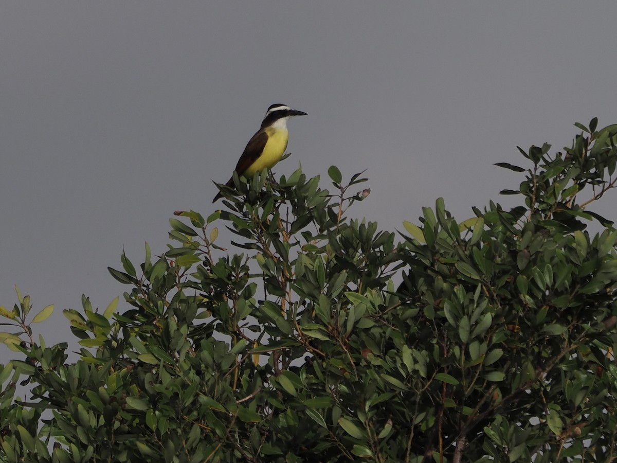 Great Kiskadee - ML645678782