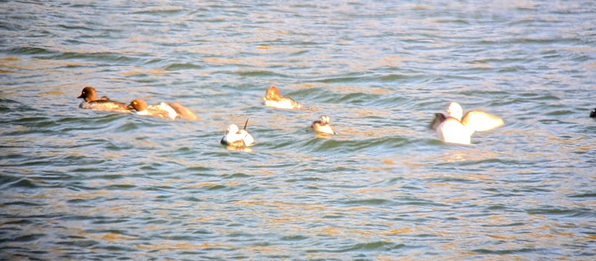 Common Goldeneye - ML645678783