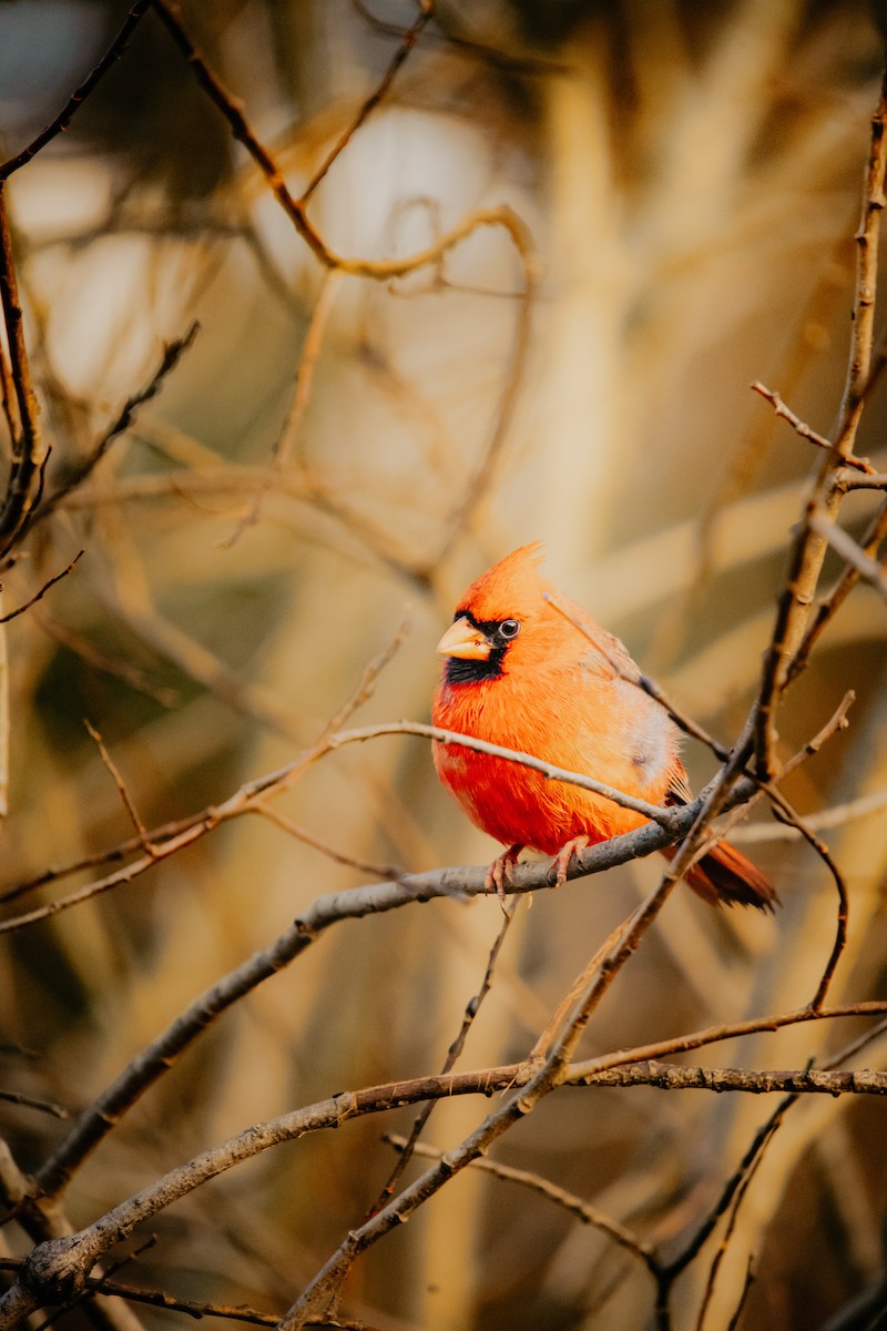 Northern Cardinal - ML645678784
