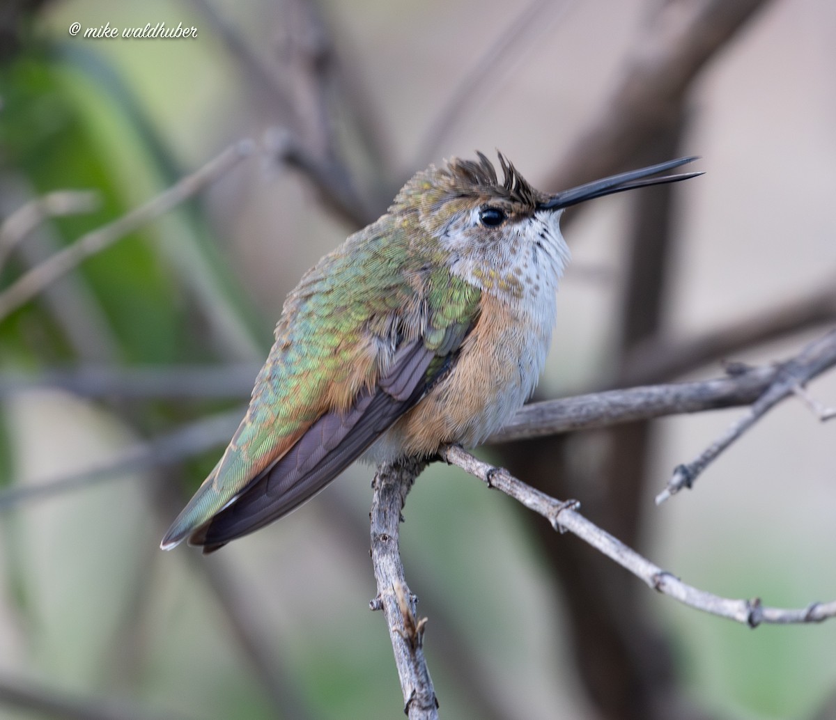 Rufous Hummingbird - ML645678786