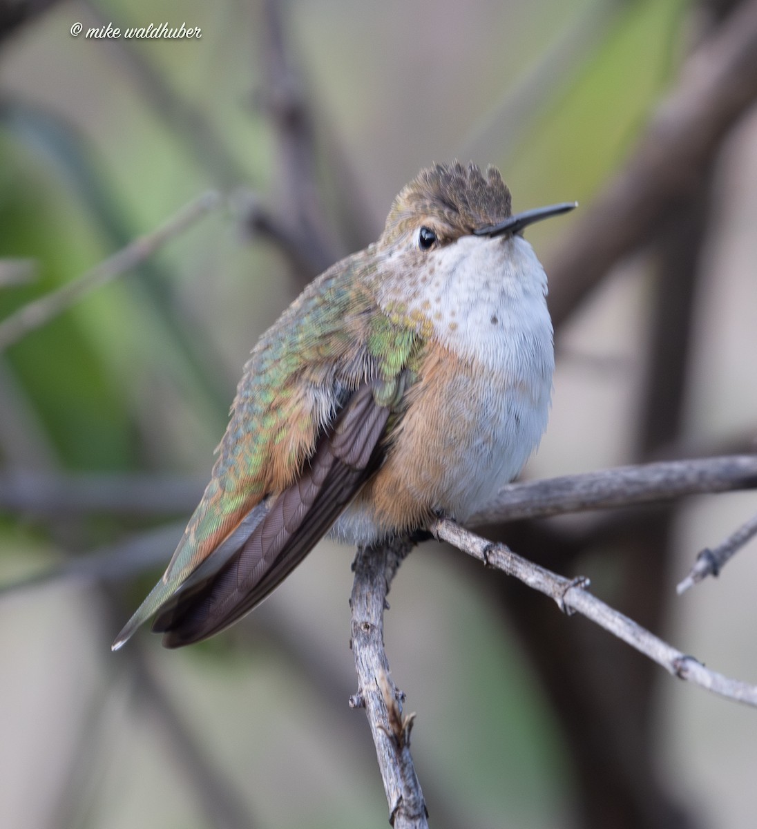 Rufous Hummingbird - ML645678787