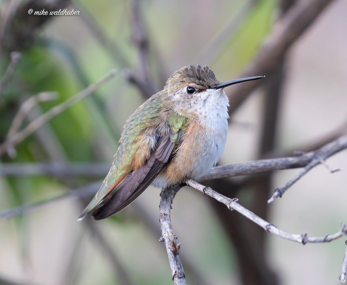 Rufous Hummingbird - ML645678788