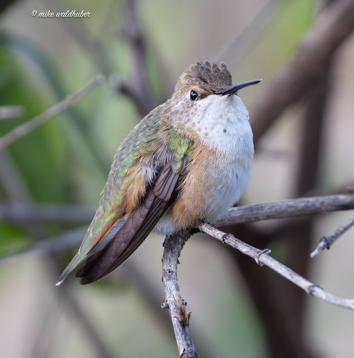 Rufous Hummingbird - ML645678789