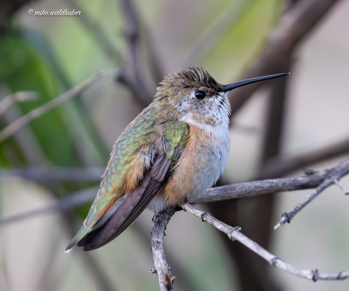 Rufous Hummingbird - ML645678790