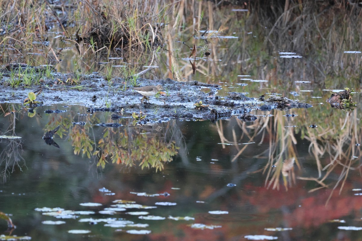 Solitary Sandpiper - ML645678791