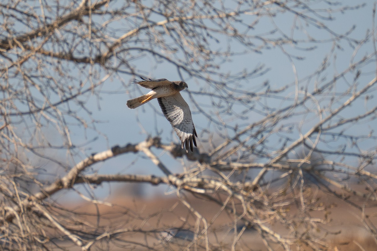 Northern Harrier - ML645678792
