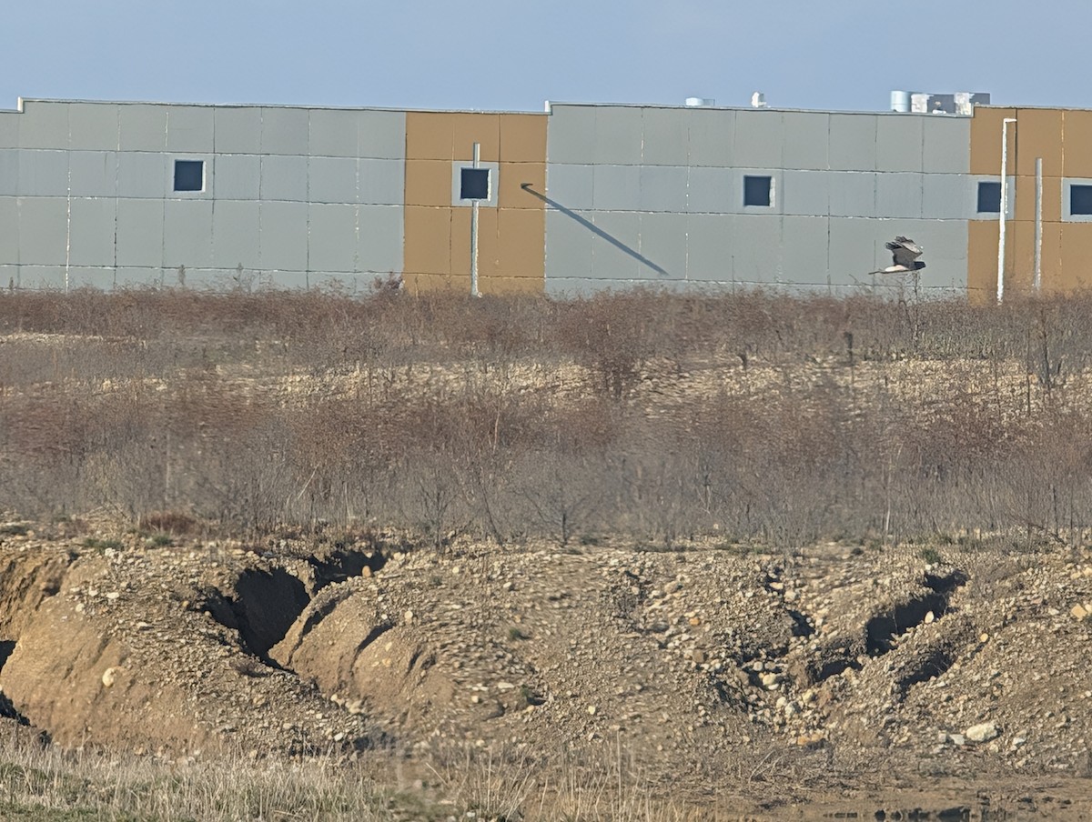Northern Harrier - ML645678795