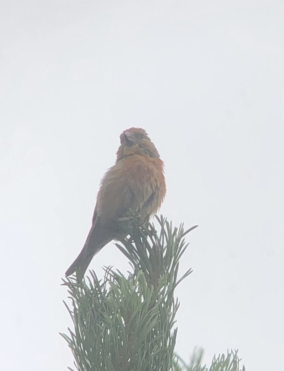 Cassia Crossbill - ML645678800