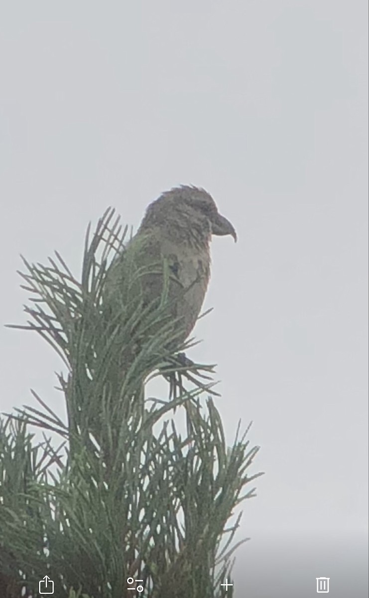 Cassia Crossbill - ML645678801