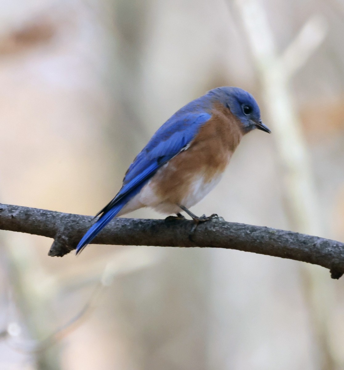 Eastern Bluebird - ML645678802