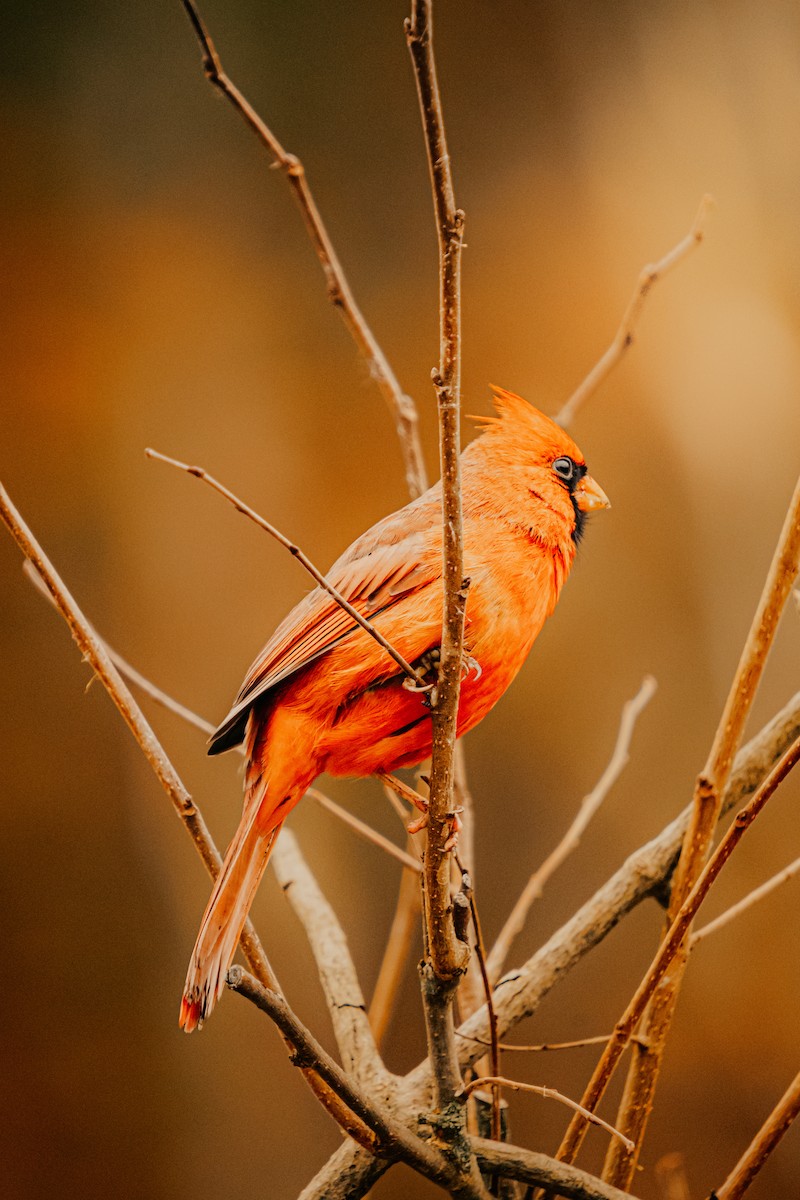 Northern Cardinal - ML645678804