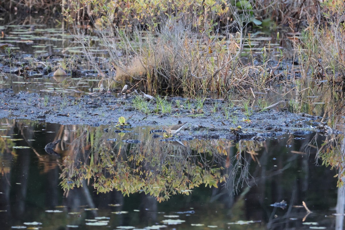 Kuliska bakartia - ML645678806