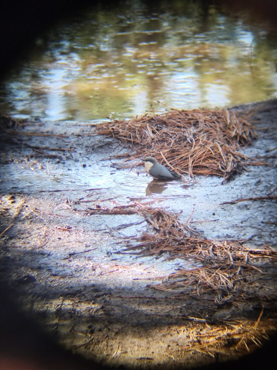 Pygmy Nuthatch - ML645678807