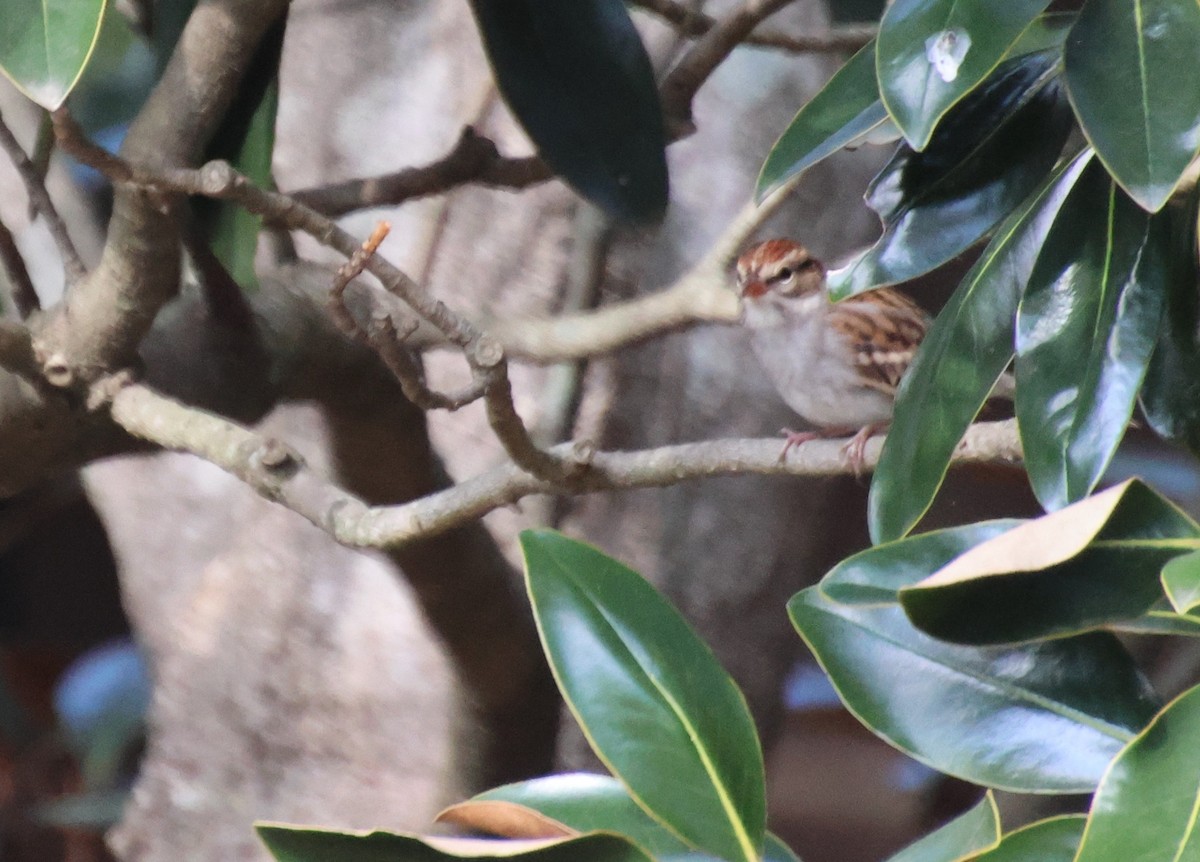 Chipping Sparrow - ML645678808