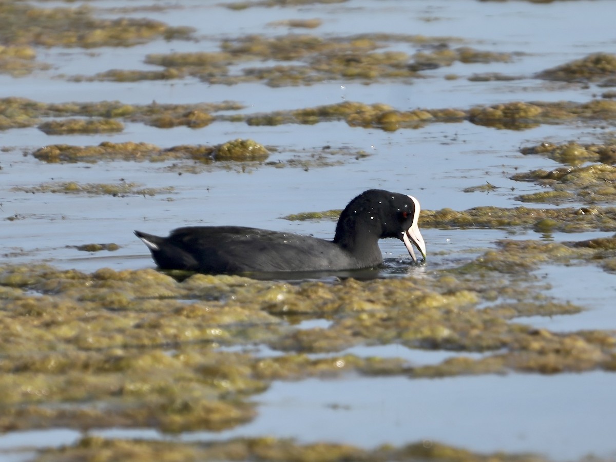 lyska havajská - ML645678815