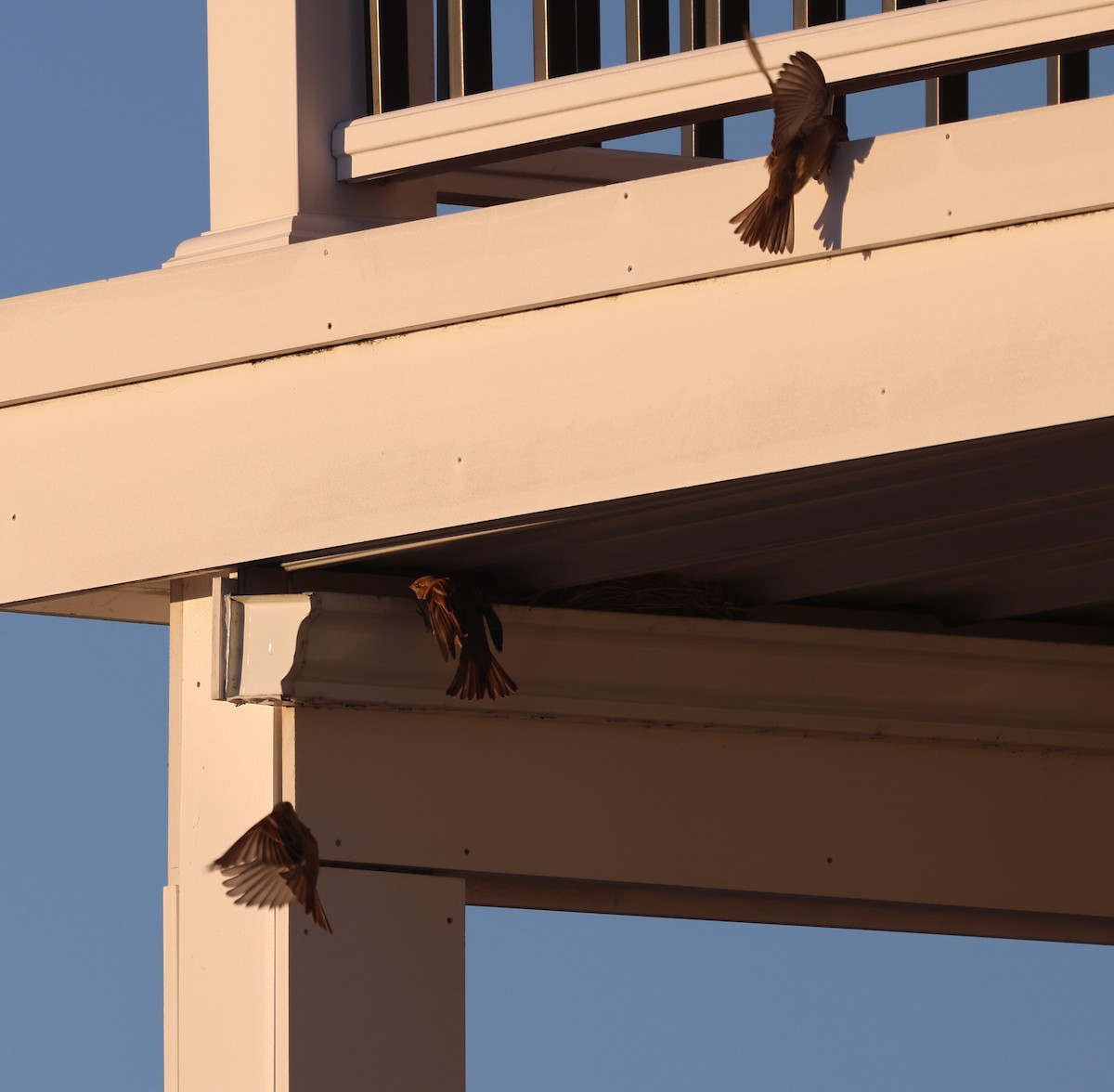 Etxe-txolarrea - ML645678816