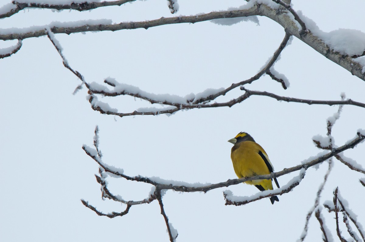 Evening Grosbeak - ML645678829